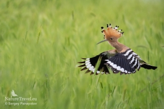 Hoopoe / ©Sergey Panayotov